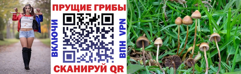 Псилоцибиновые грибы Cubensis  Галич 